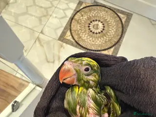 Ringnecks birds Bluey-4weeks🐣-IndianRingNeck-Handtamed - Advert 13