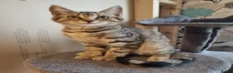 Maine Coon cats for sale: Beautiful 3/4 Maine Coon cross Kittens - Advert 27