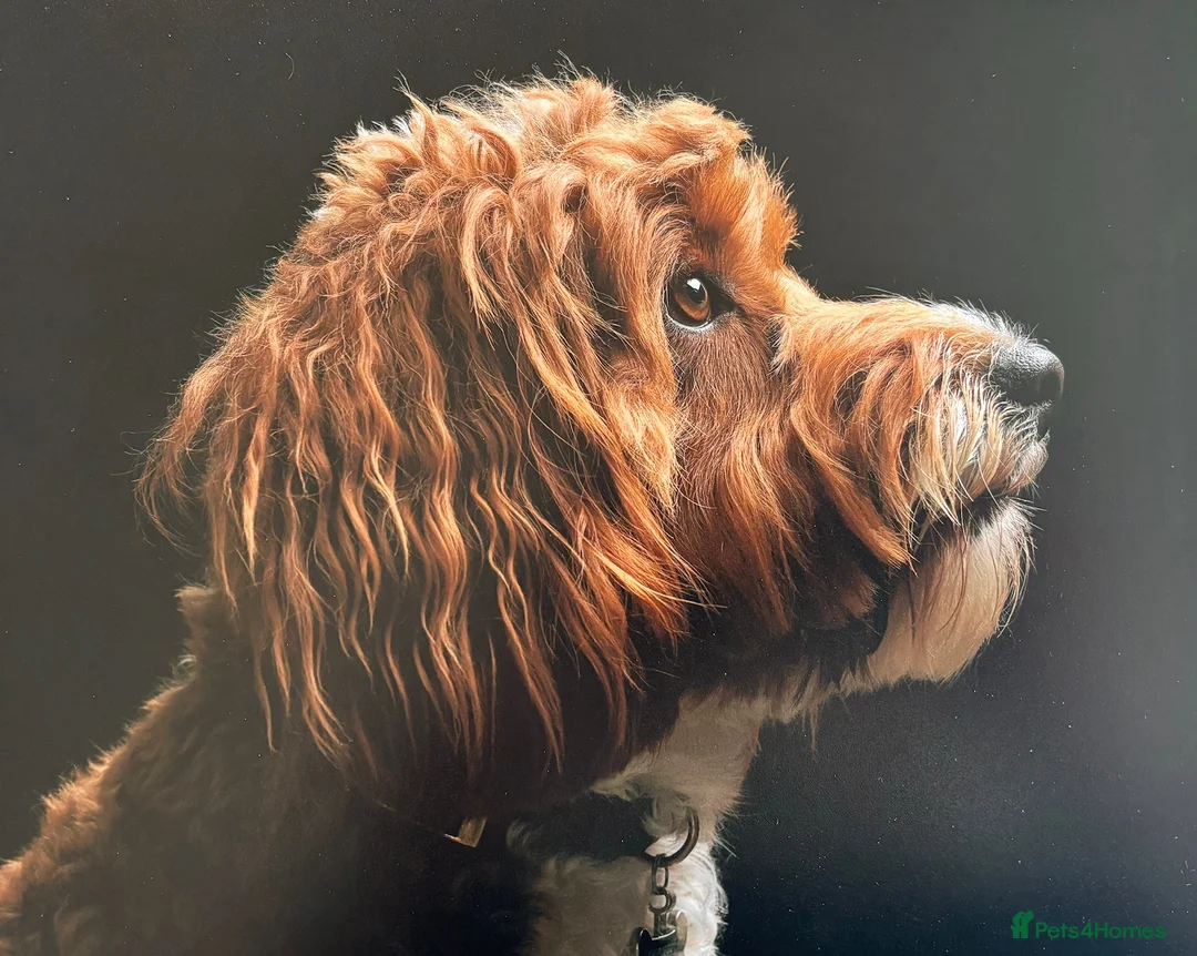 Mixed Breed dogs for stud: Life of Riley available for Stud  - Advert 3