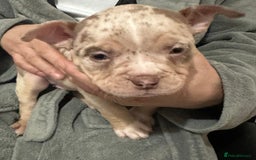 American Bully dogs for sale: 4 pocket bully’s  - Advert 2