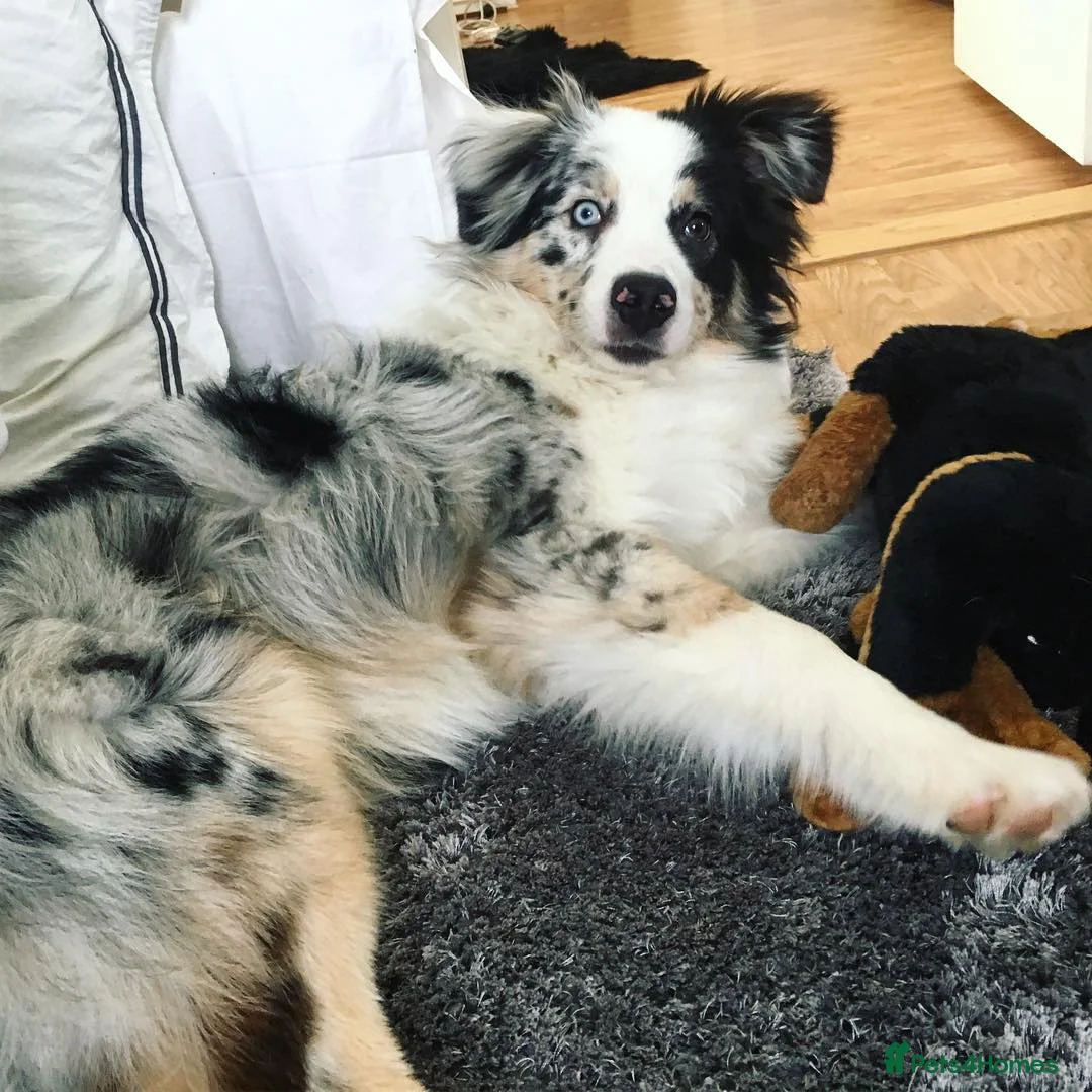 Australian Shepherd dogs for sale: Australian Shepherd For A New Home in Glasgow - Advert 4