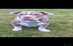 American Bully dogs for sale: Pocket Bully  - Advert 13