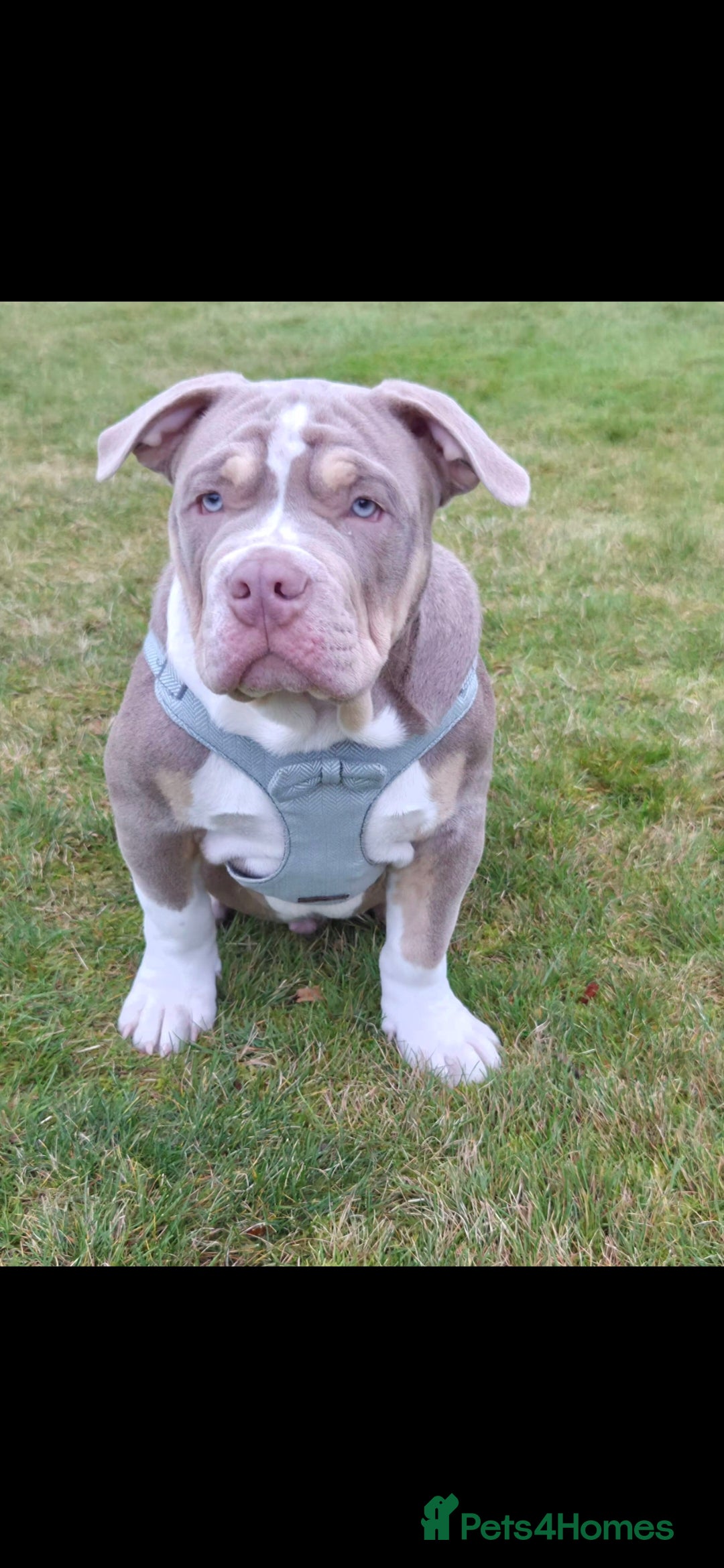 American Bully dogs for sale: Pocket Bully  - Advert 13