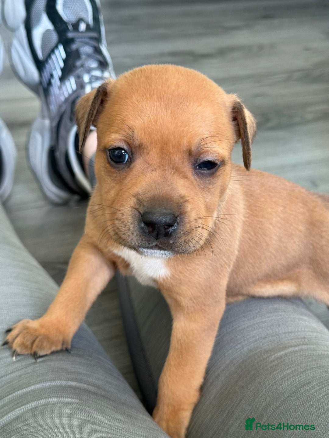 Staffordshire Bull Terrier dogs for sale: Staffordshire Bull Terrier Puppies – Rare colours - Image 3
