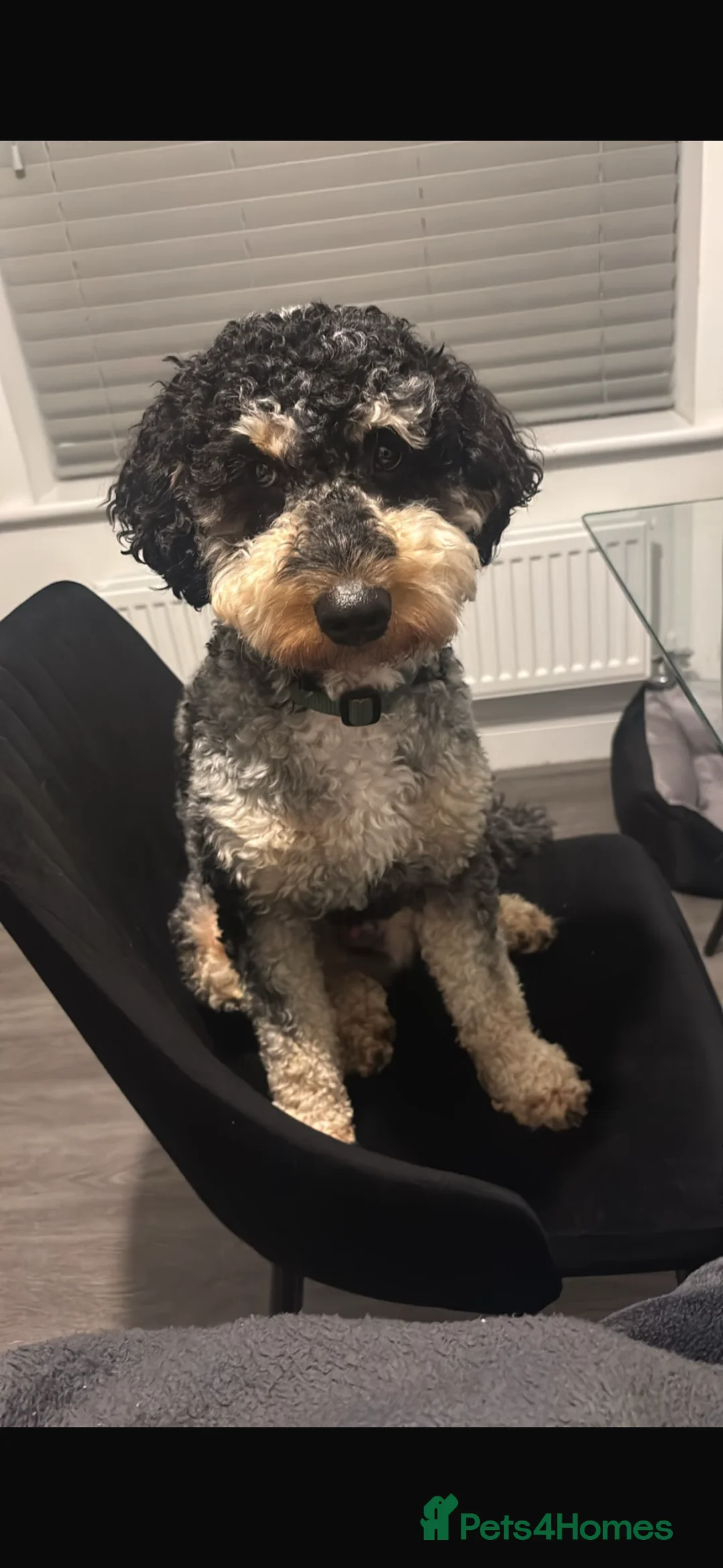 Mini Goldendoodle dogs for stud: Mini F1B Goldendoodle  in Lichfield - Advert 3