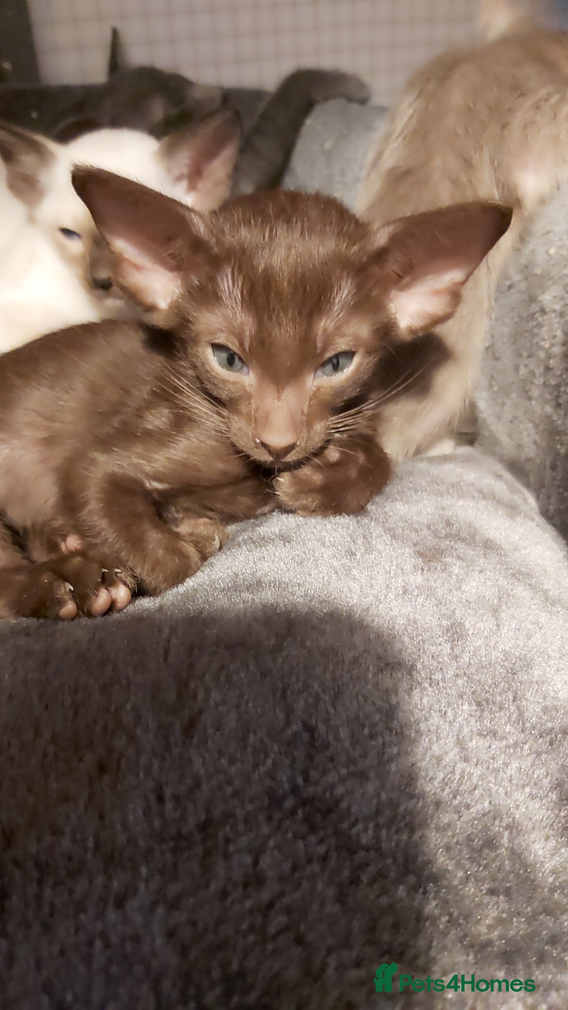 Oriental cats Pedigree Oriental 1 GIRL XL size ears GCCF - Advert 3