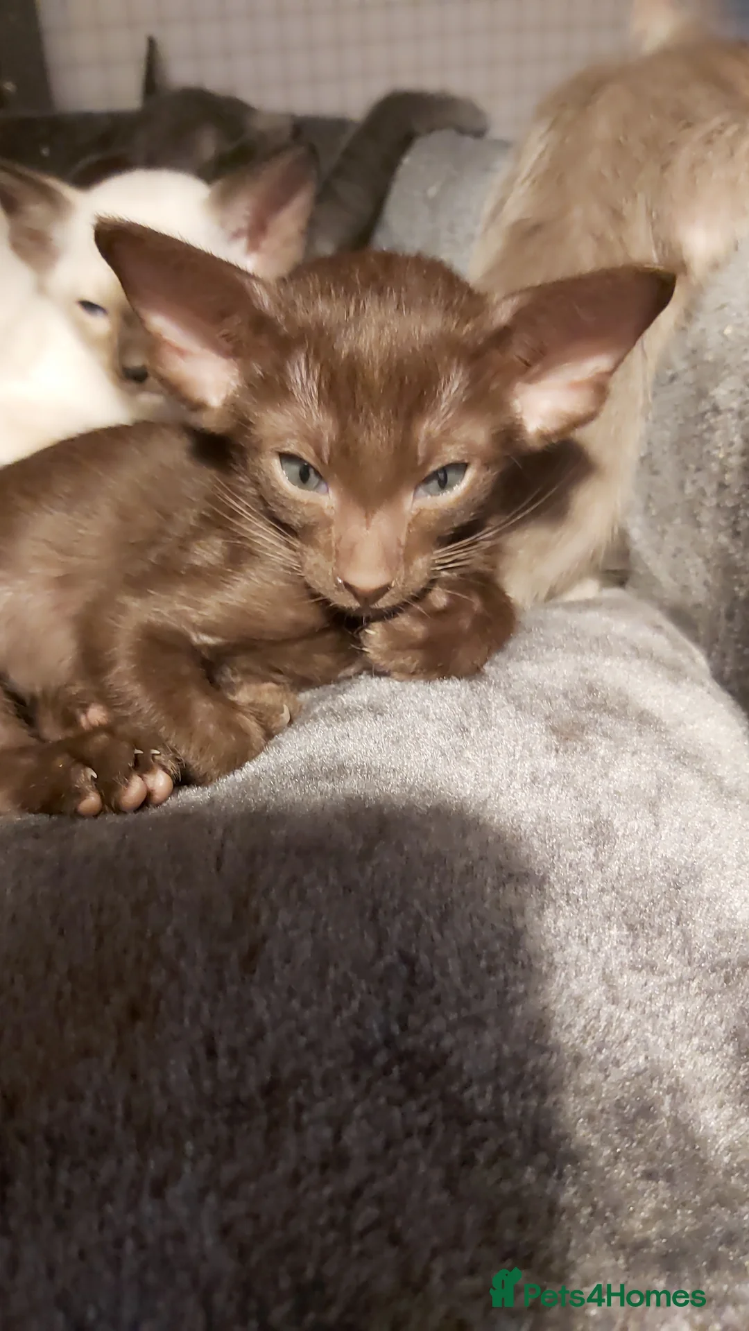 Oriental cats for sale: Pedigree Oriental 1 GIRL XL size ears GCCF - Advert 1