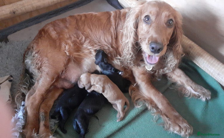 Cocker Spaniel dogs - Advert 1