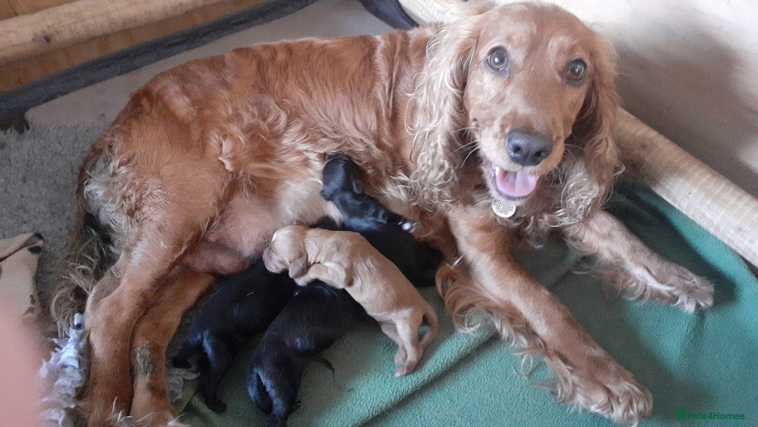 Cocker Spaniel dogs for sale: Beautiful Cocker Spaniel Puppies  - Image 1