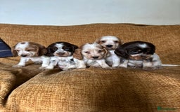 Cocker Spaniel dogs for sale: stunning pure show cockers health tested puppies - Image 13