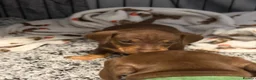 Dachshund dogs for sale: 5 beautiful pups - Advert 10