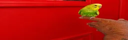 Budgerigars birds for sale: Super silly hand tamed baby budgies  - Advert 7
