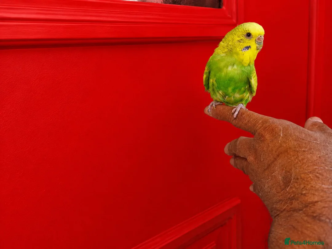 Budgerigars birds for sale: Super silly hand tamed baby budgies  - Advert 7