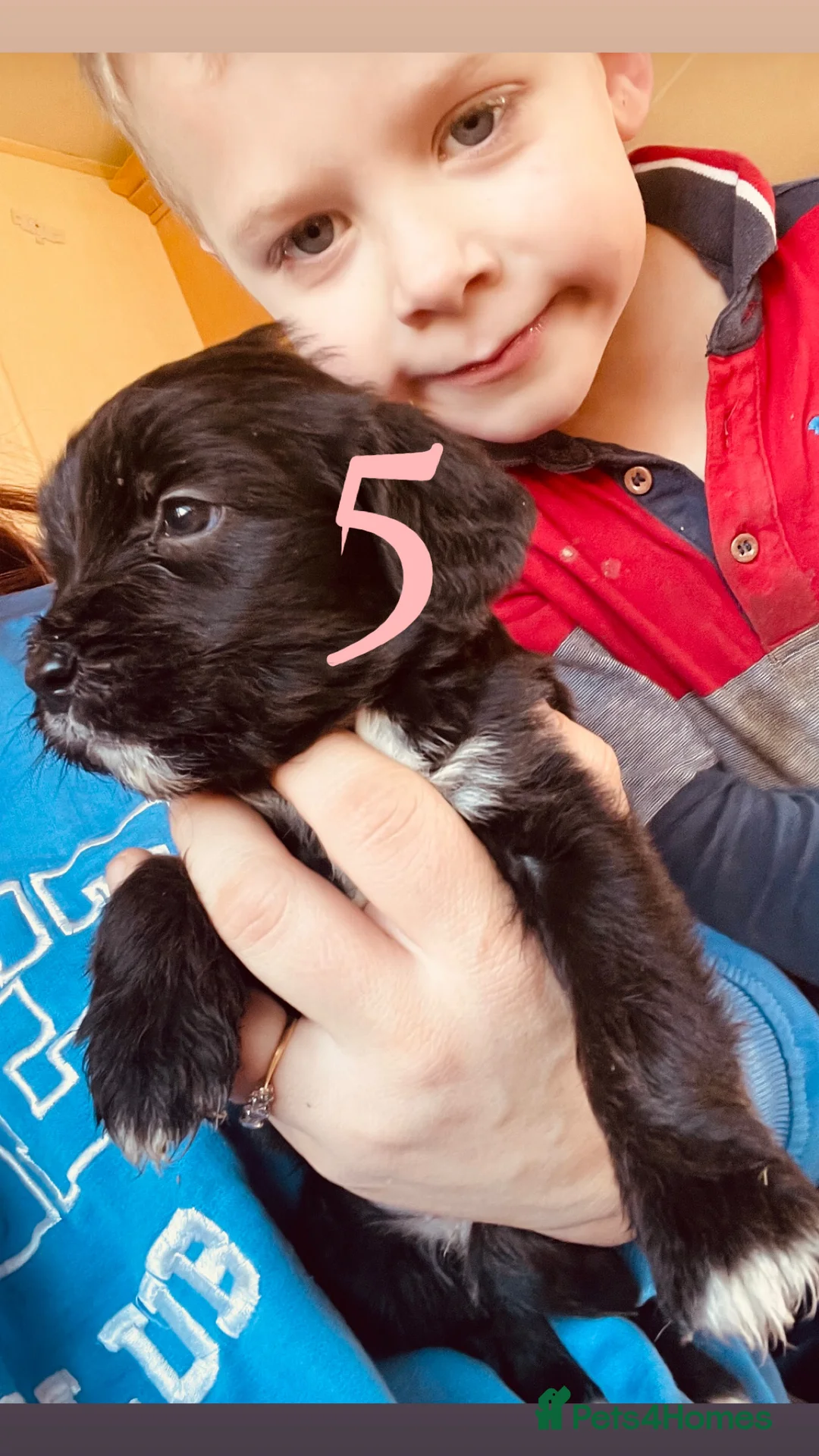 Mixed Breed dogs for sale: Absolutely beautiful family bred pups!  - Advert 6