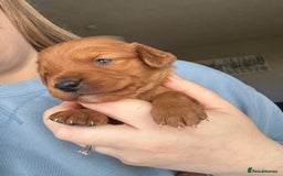 Cockapoo dogs for sale: Cockapoo Puppies - Image 4