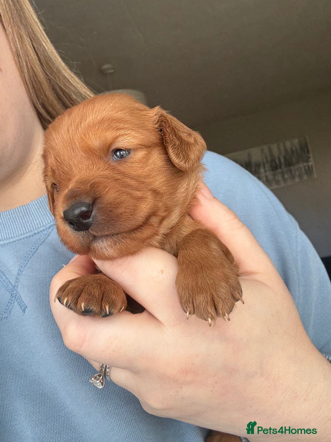Cockapoo dogs for sale: Cockapoo Puppies - Image 4