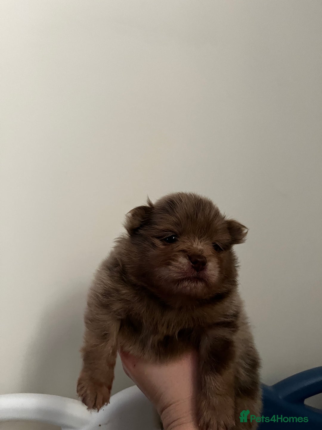 Pomeranian dogs for sale: Fluffy Pomeranian puppy’s MERLE & CHOCOLATE - Advert 21