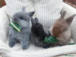 Mini Lop rabbits Beautiful mini lops - Advert 18