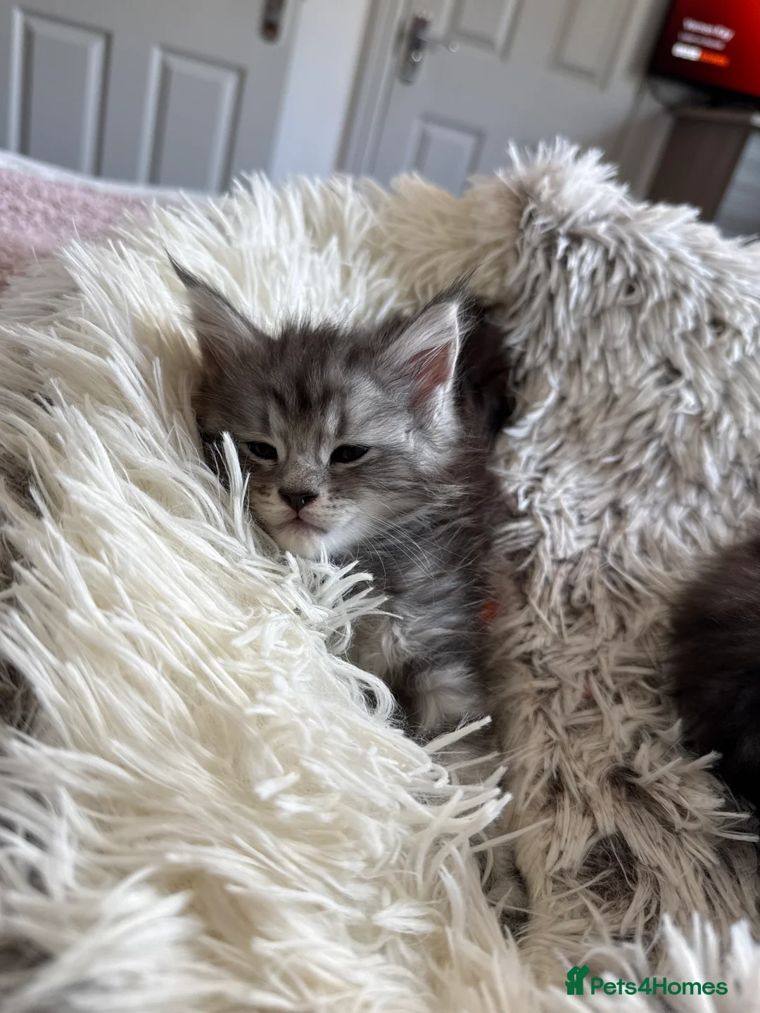 Maine Coon cats for sale: Stunning Silver Tabby Maine Coon Females - Advert 2