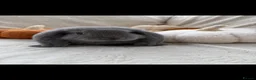 French Lop rabbits for sale: French Lop Baby Rabbits – Moorside Lops - Advert 2