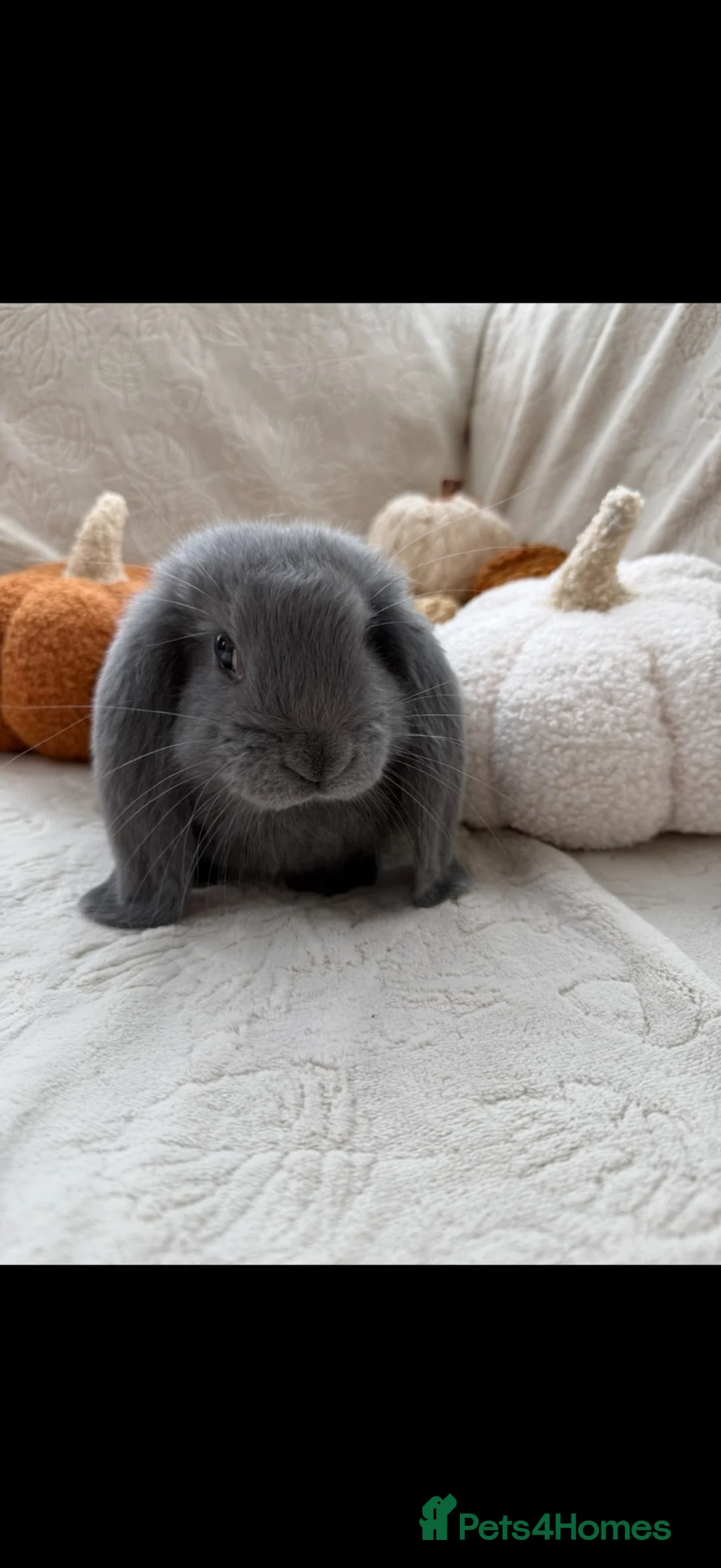 French Lop rabbits for sale: French Lop Baby Rabbits – Moorside Lops - Advert 2