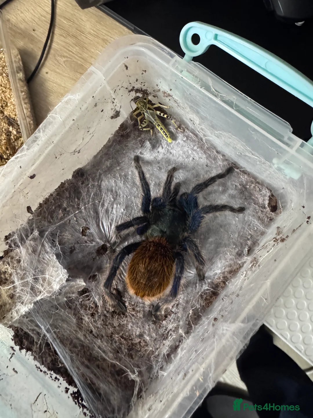 Tarantulas invertebrates for sale: 15 Tarantulas  adult/subadult - Advert 3