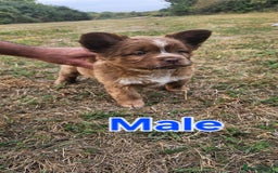 Mixed Breed dogs for sale: Chocolate frenchie X Chow carrying pink  - Image 1