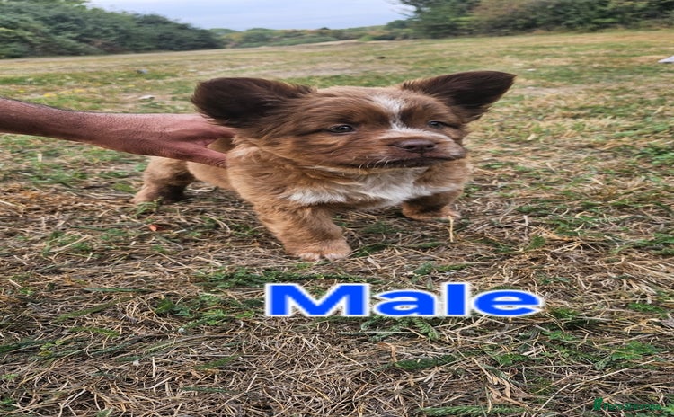 Mixed Breed dogs - Advert 4