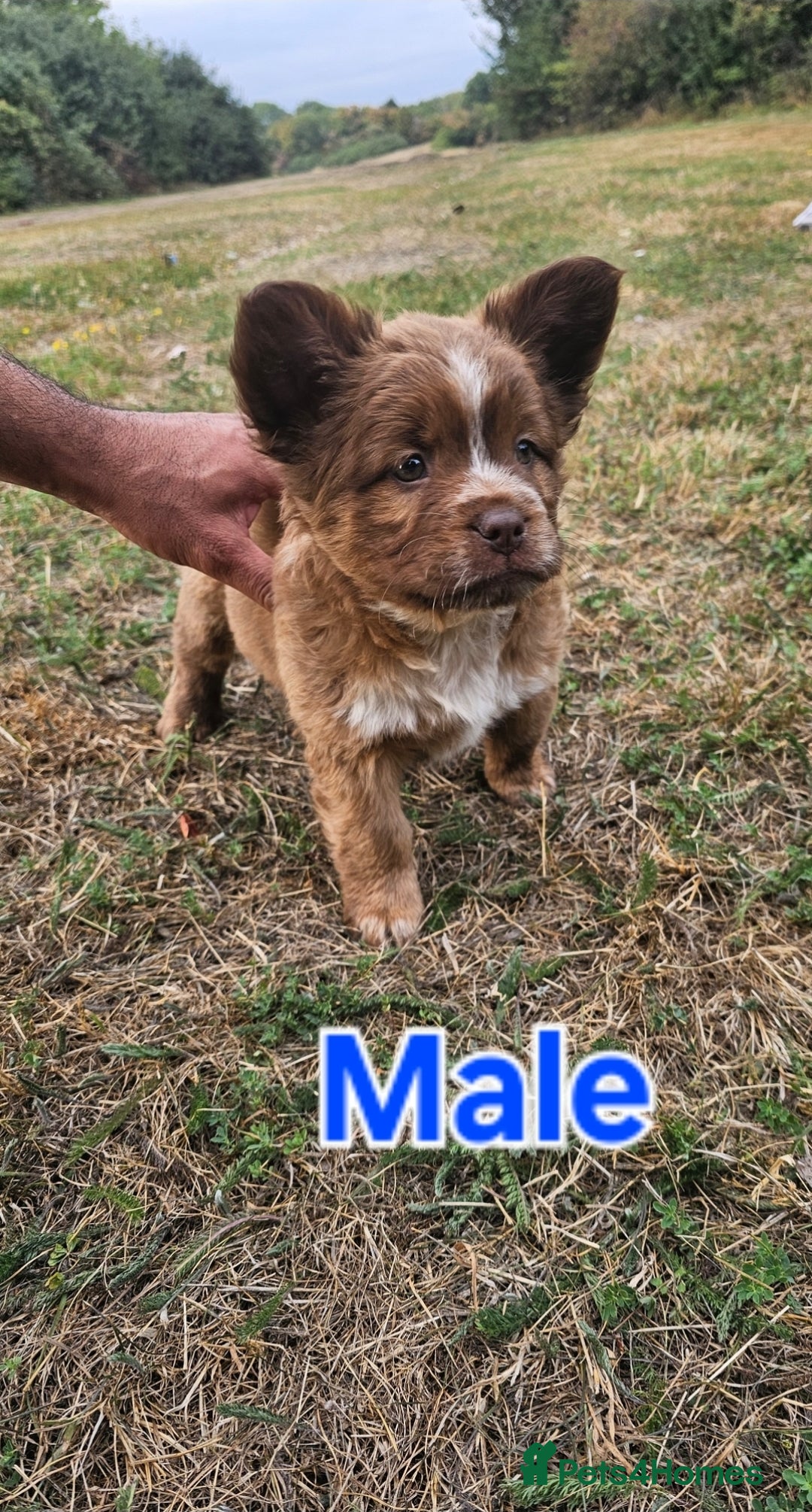 Mixed Breed dogs for sale: Chocolate frenchie X Chow carrying pink  - Image 1