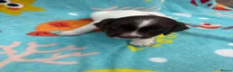 Sprocker dogs for sale: Sprocker spaniel puppies  in St. Neots - Advert 4