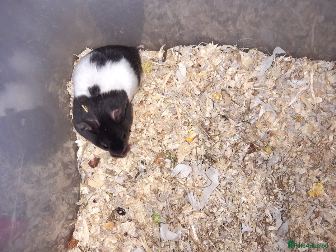 Hamster rodents for sale: Baby Syrian hamsters - Advert 13