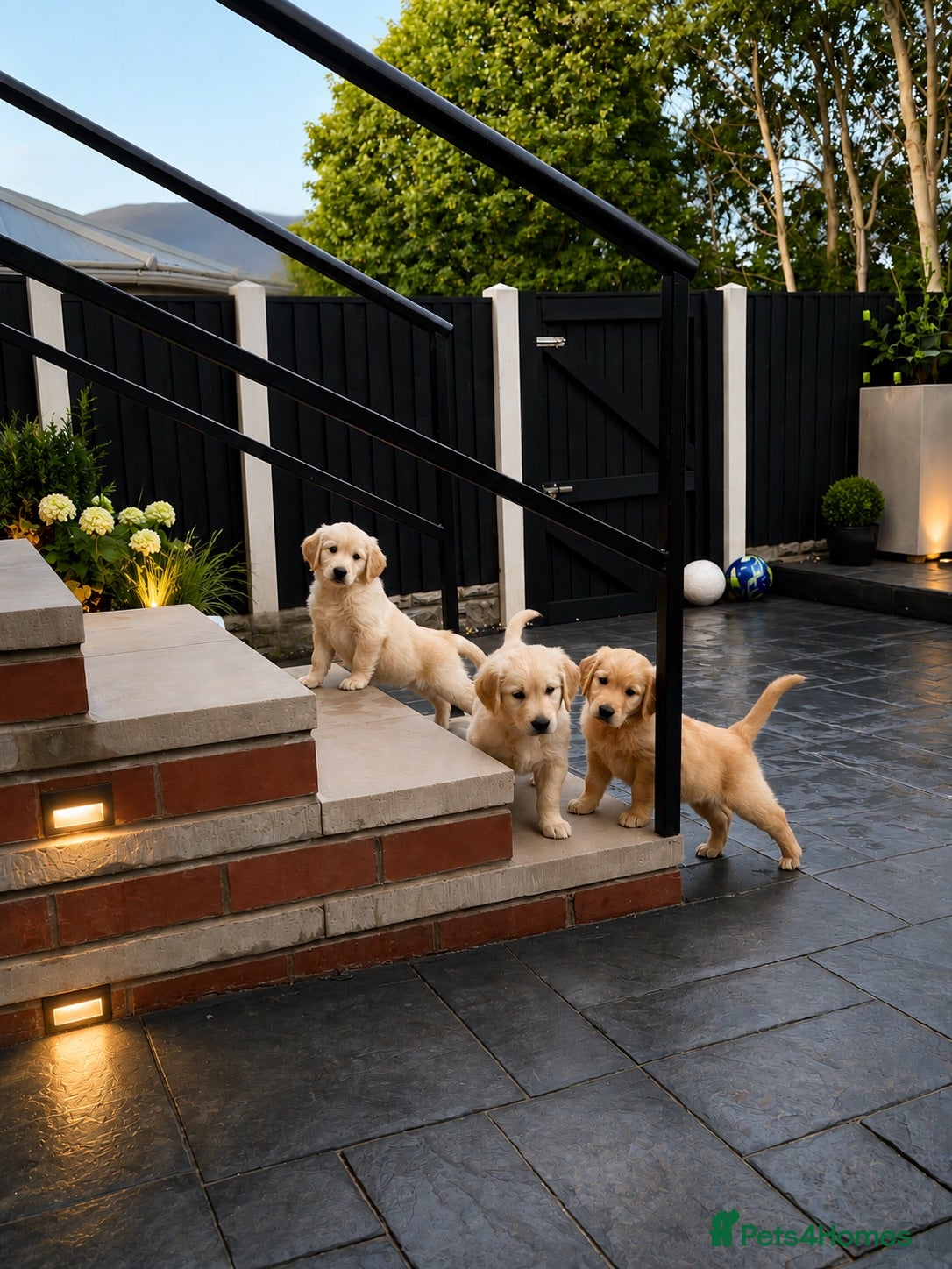 Golden Retriever dogs Kc extensively health tested boys and girls  - Advert 5