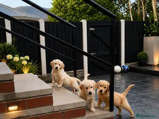 Golden Retriever dogs Kc extensively health tested boys and girls - Advert 5