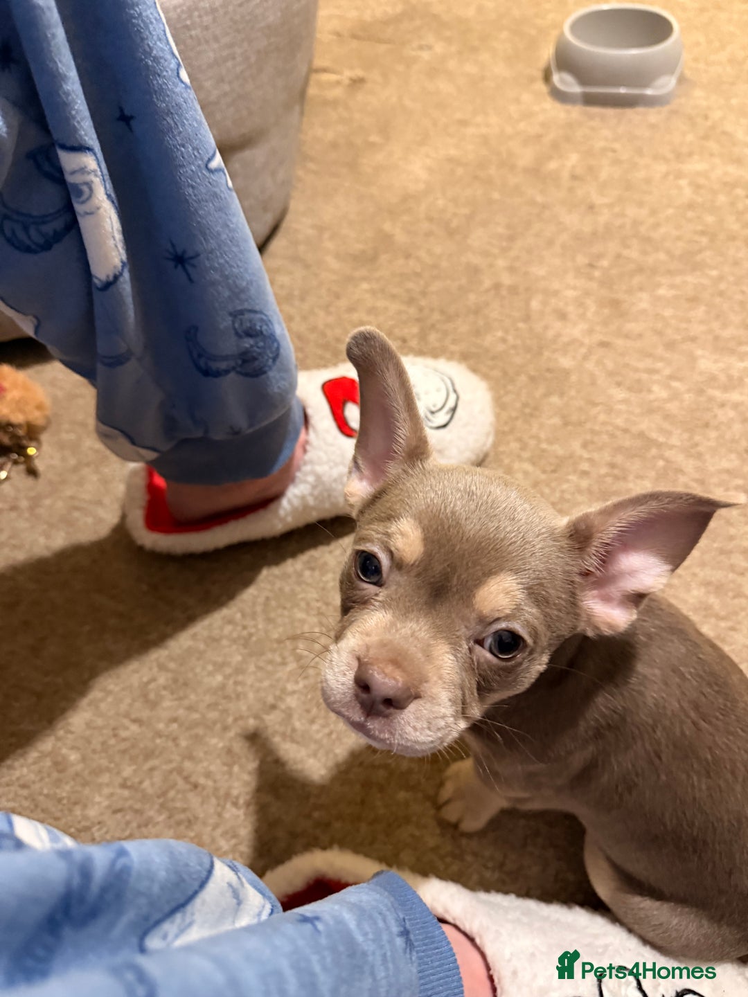 Mixed Breed dogs for sale: French bulldog x chihuahua  - Advert 3
