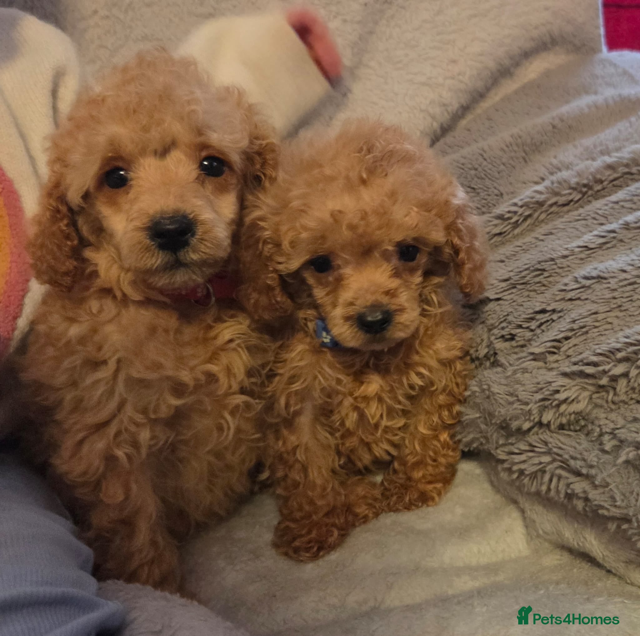 Toy Poodle dogs BEAUTIFUL LITTER OF POODLES..only 2 boys left - Advert 5