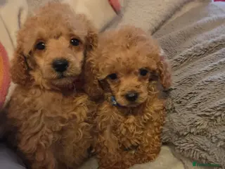 Toy Poodle dogs BEAUTIFUL LITTER OF POODLES..only 2 boys left - Advert 5
