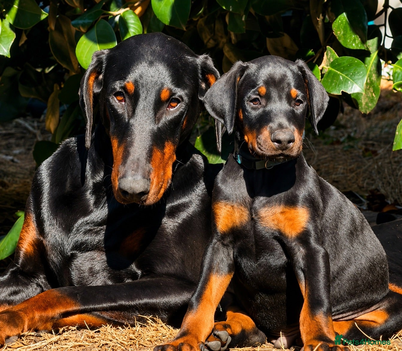 Dobermann dogs Dobermann Pups - Advert 14