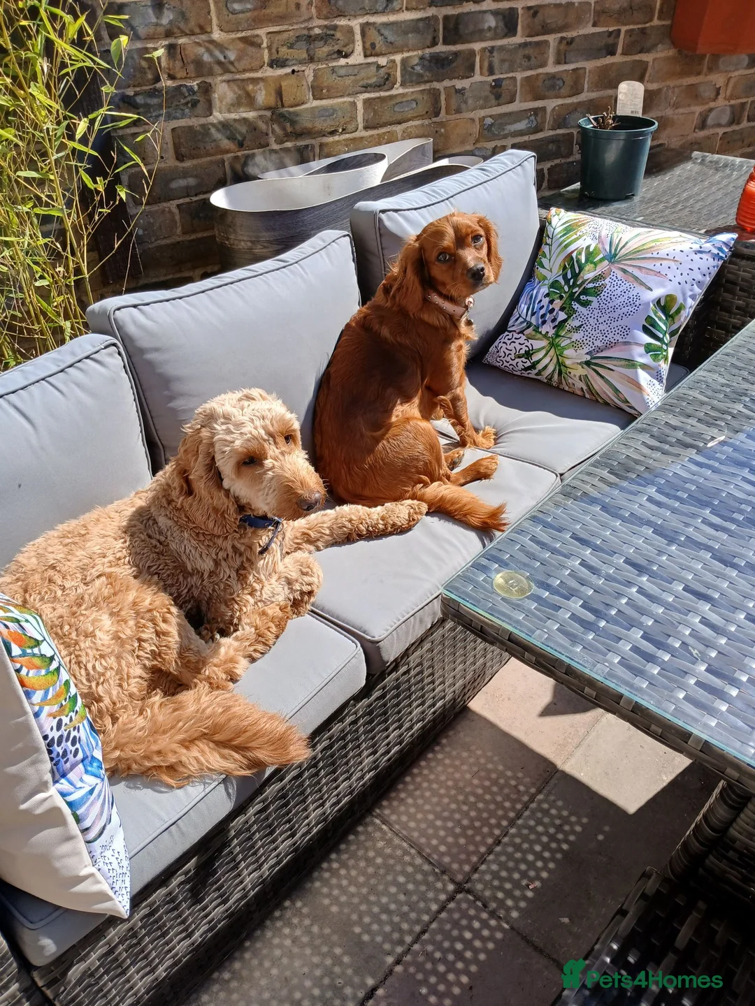 Cockapoo dogs for sale: Beautiful cockapoos in Northampton - Advert 12
