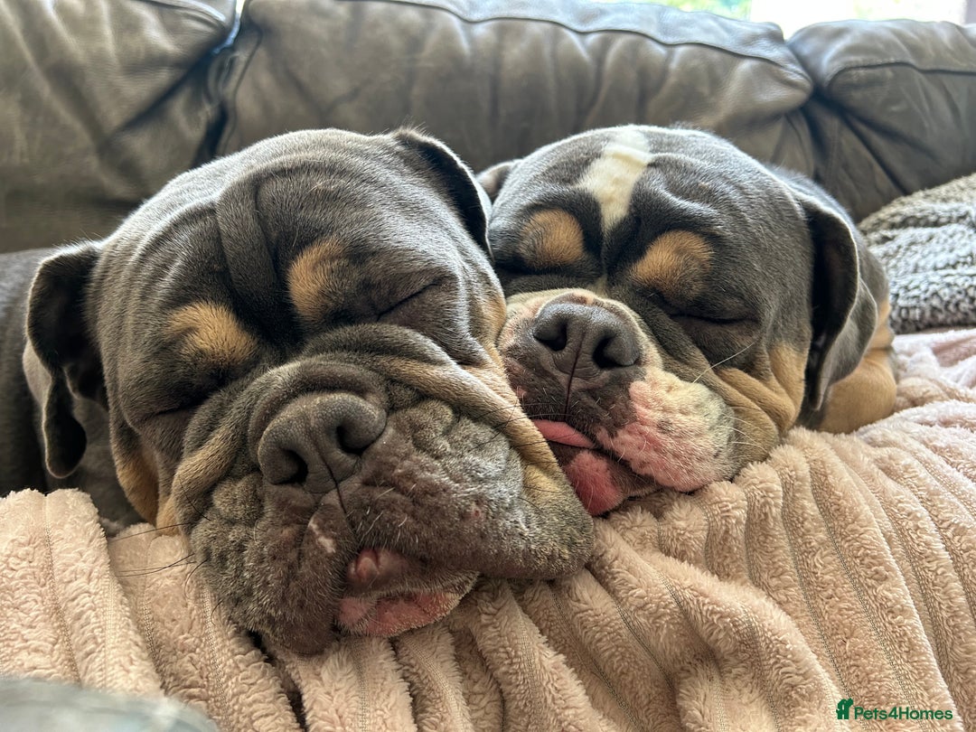 Mixed Breed dogs for sale: Bulldog x Neo Mastiffs  - Image 11