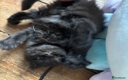 Perdoll cats for sale: Luxury Perdoll Kittens Available To Reserve  - Image 6
