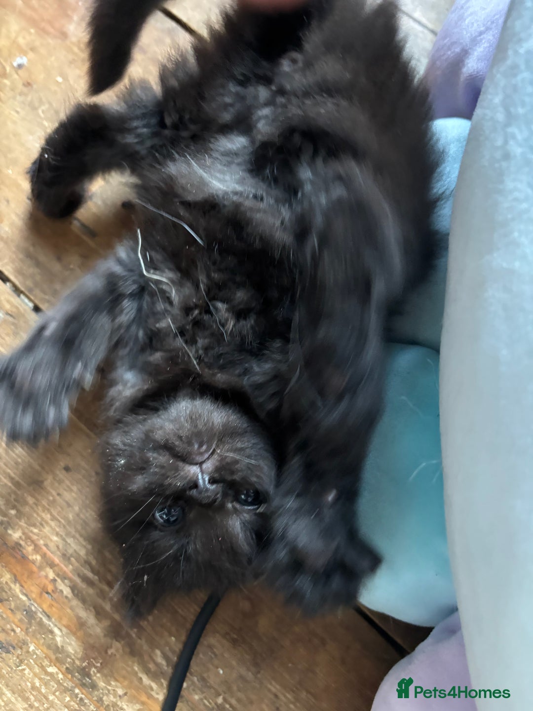 Perdoll cats for sale: Luxury Perdoll Kittens Available To Reserve  - Image 6