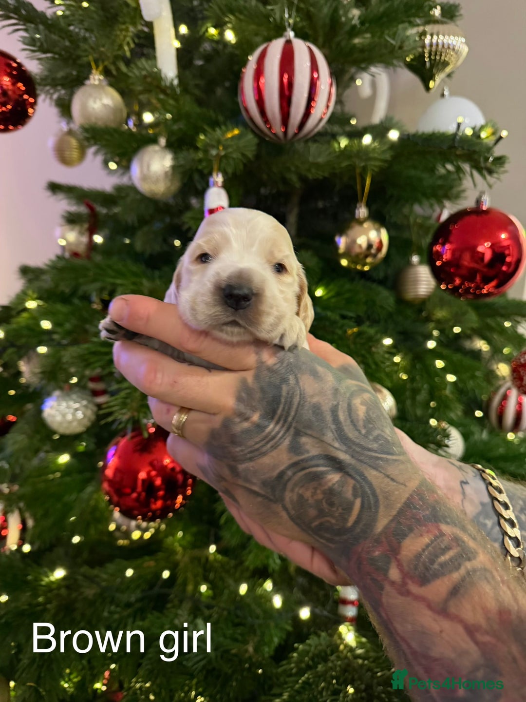 Cocker Spaniel dogs for sale: KC registered show type cocker spaniel  - Advert 7