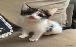 Mixed Breed cats for sale: 4 stunning babies READY NOW Calico and black&white - Image 1