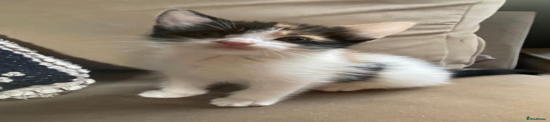 Bonnie
