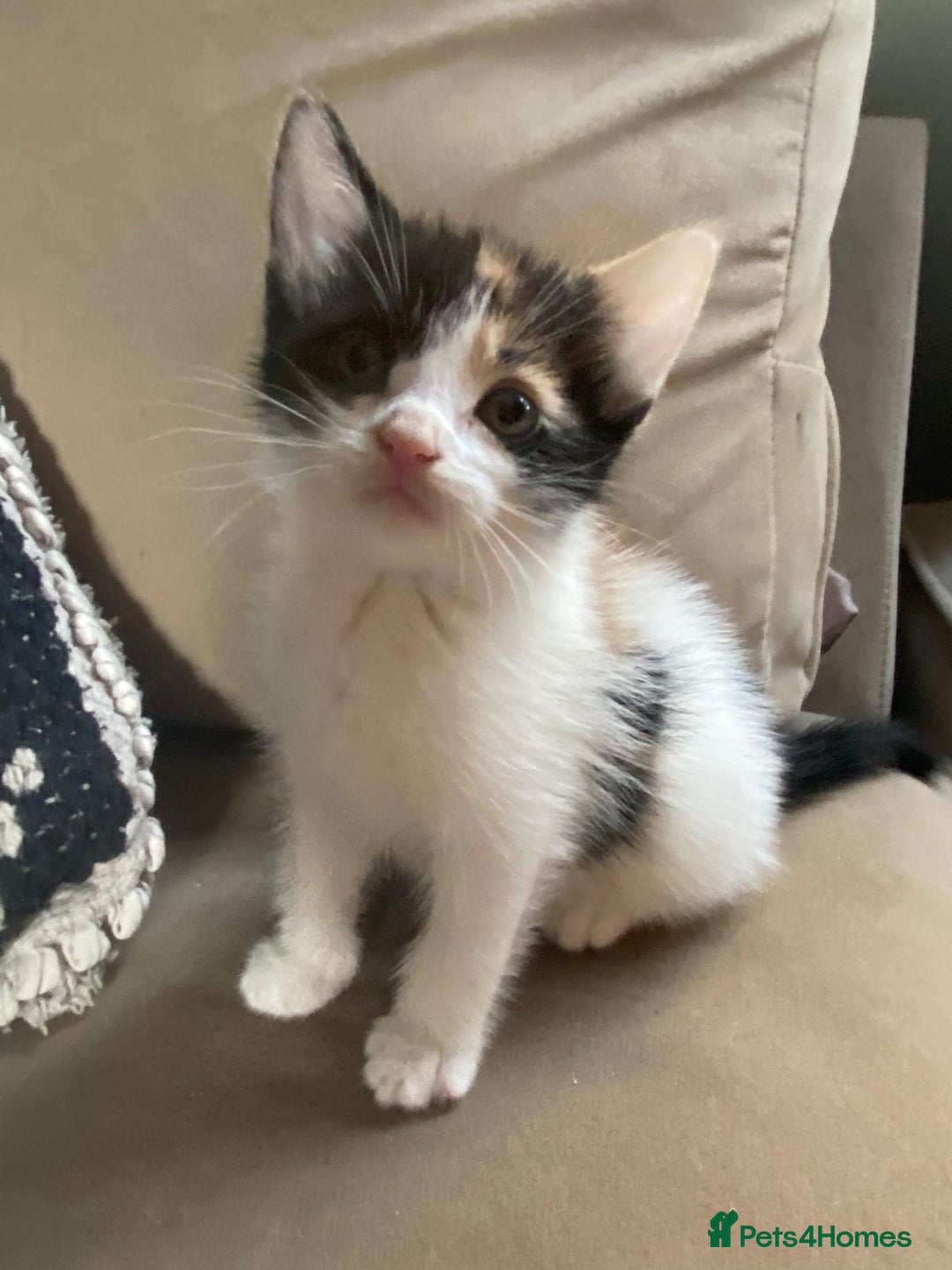 Mixed Breed cats for sale: 4 stunning babies READY NOW Calico and black&white - Image 1