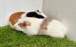 Guinea Pig rodents for sale: Super calm and friendly female guinea pigs  - Image 17