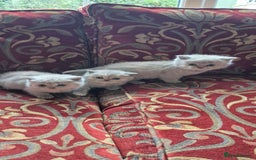 British Shorthair cats for sale: Beautiful Purebred British Shorthair kittens - Image 5