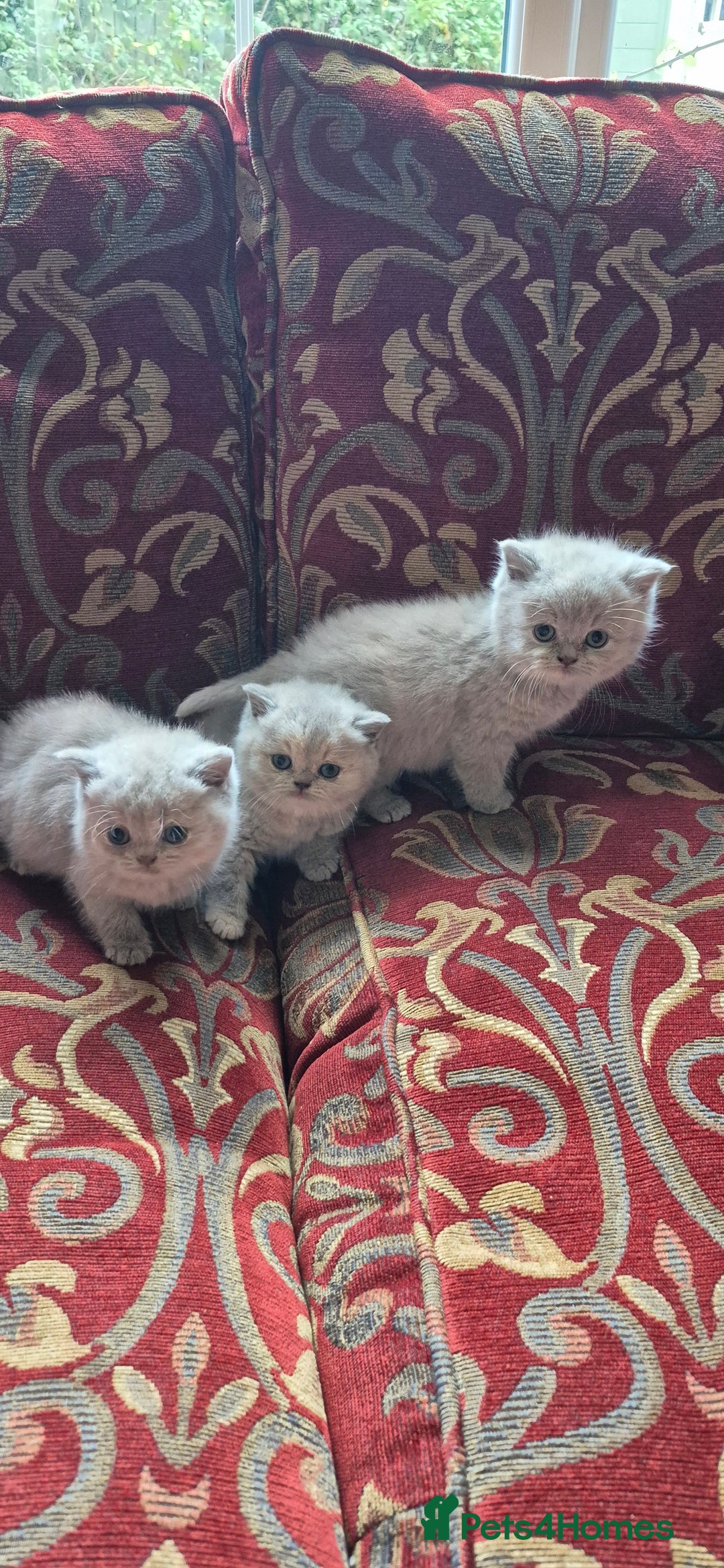 British Shorthair cats for sale: Beautiful Purebred British Shorthair kittens - Image 5