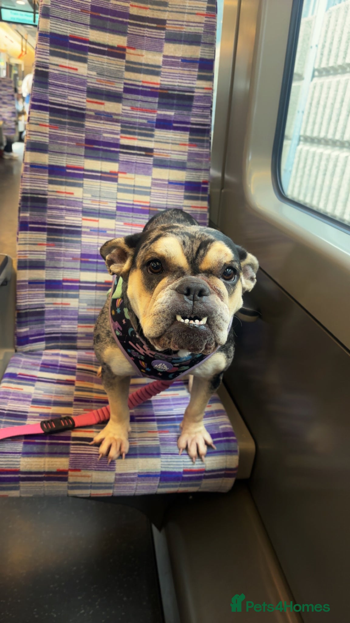 Mixed Breed dogs French bulldog cross  - Advert 5