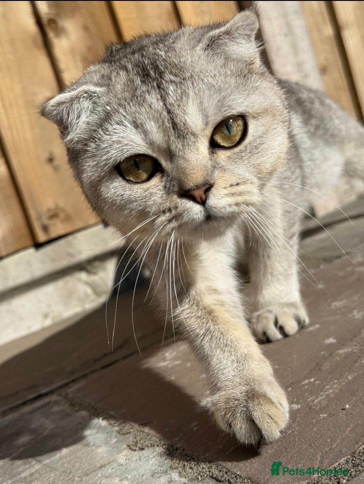 Scottish Fold cats Scottish Fold Kittens - 2 girls 1 boy  - Advert 7